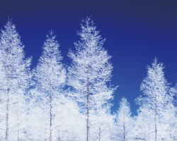 ���[�t���b�g�~���[�Y