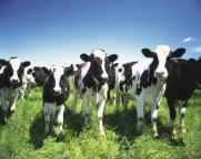 �J�t�F�C���[�W