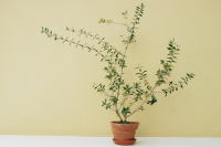 ���كC���[�W