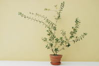 �D�y�̃M�������[