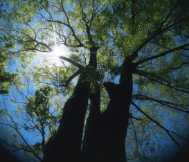 �H�ރC���[�W